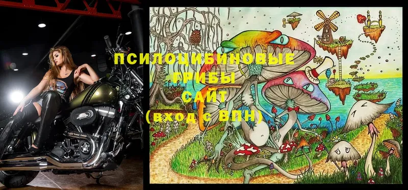 Галлюциногенные грибы Psilocybine cubensis  Вельск 